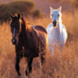 Meet your Posher, Dale